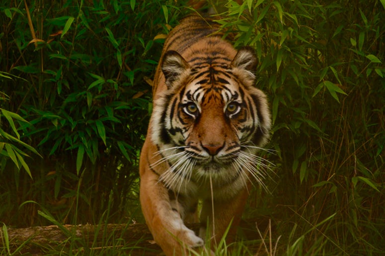 tiger tiger
