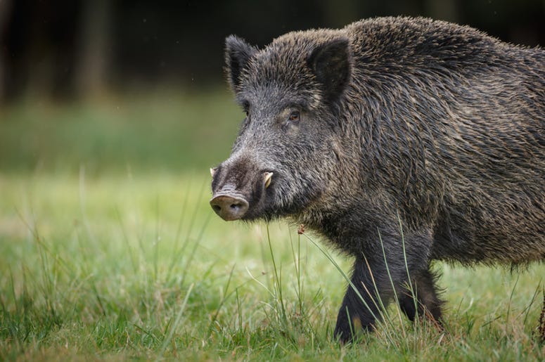 boar boar