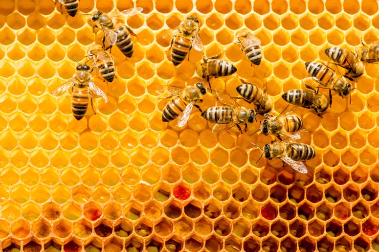 bee hive bee hive