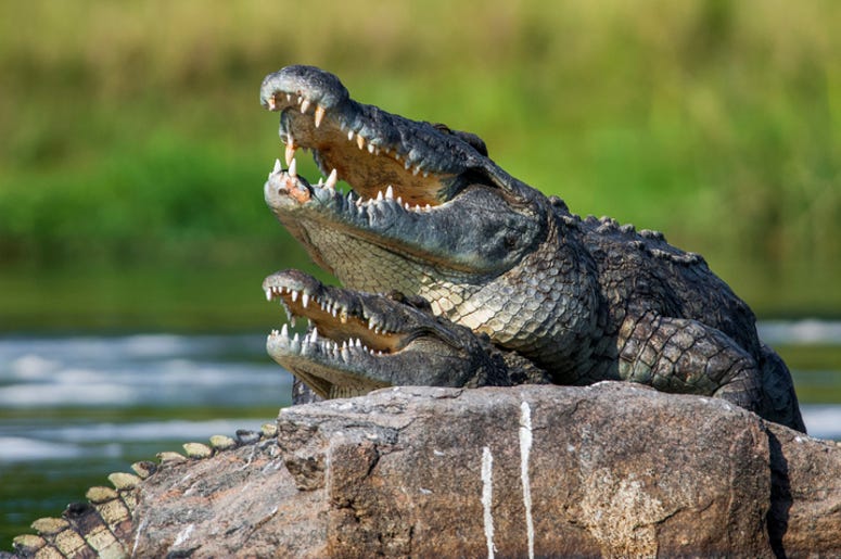 gator mate gator mate