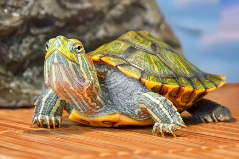 turtles turtles