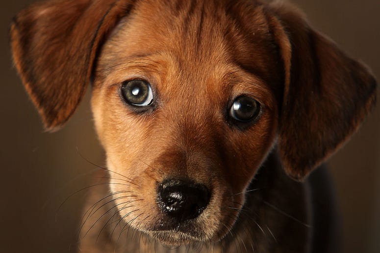 dog dog