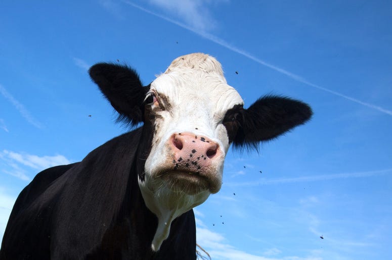 mad cow mad cow