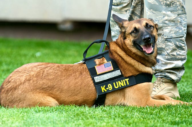 K9 military dogs