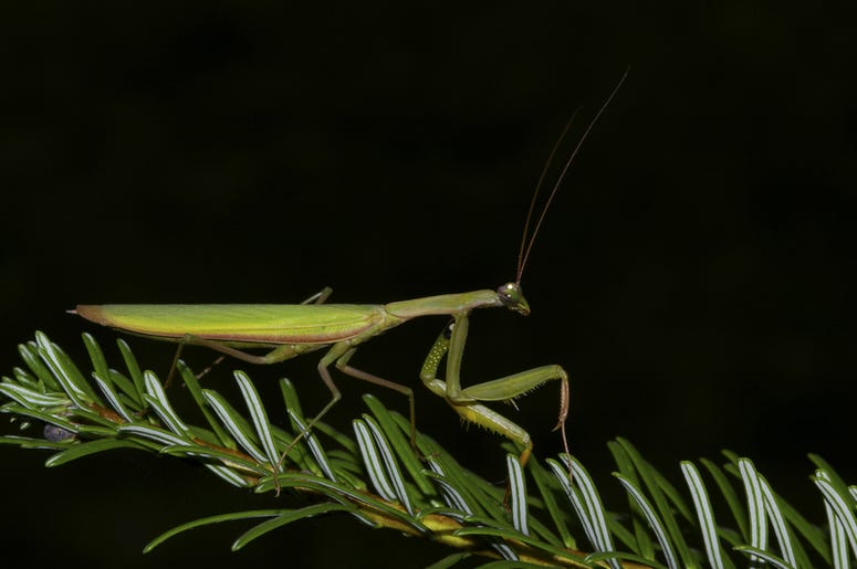 mantis mantis