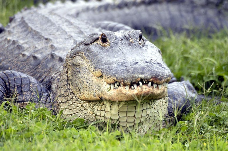 Gator