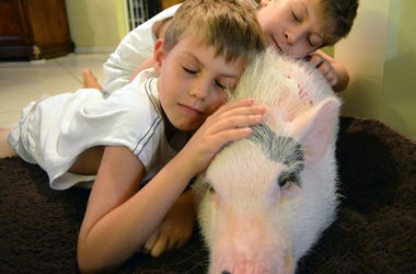 BIG PIG BIG PIG