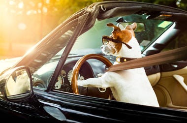 driving dog driving dog
