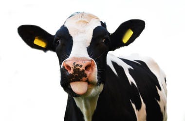cow cow