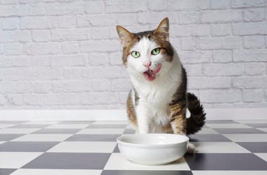 hungry kitty hungry kitty