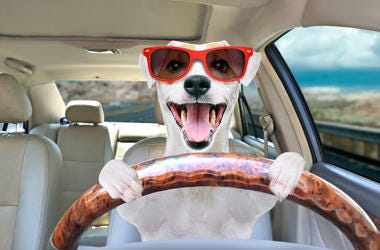 dog driving car dog driving car