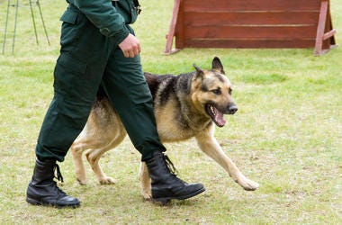 K9 police K9 police