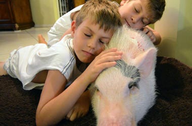 BIG PIG BIG PIG