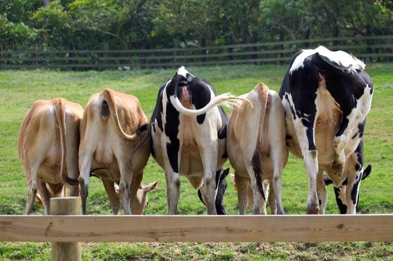 cows cows