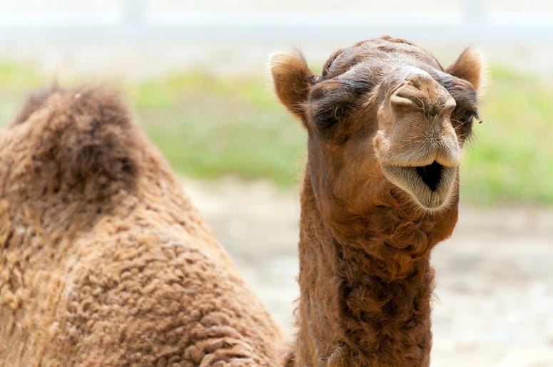 camel in tow camel in tow
