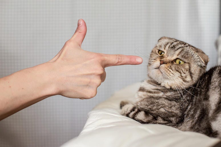 bad kitty bad kitty