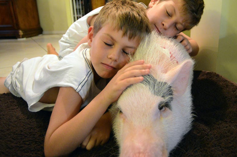BIG PIG BIG PIG