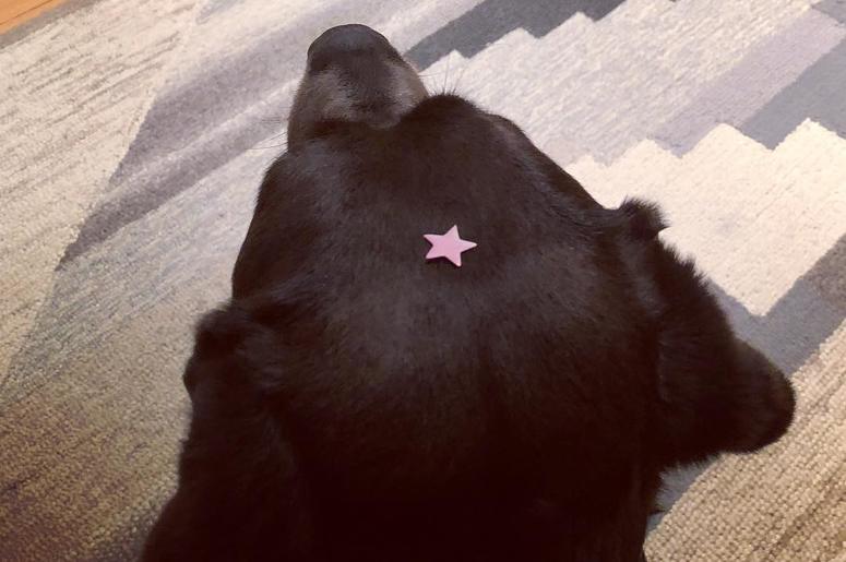 Luna Luna
