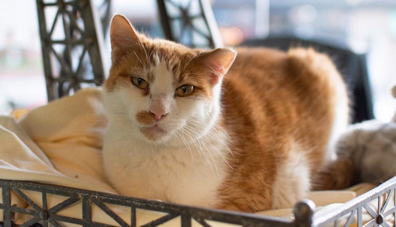 Courtesy of Le Cat Cafe