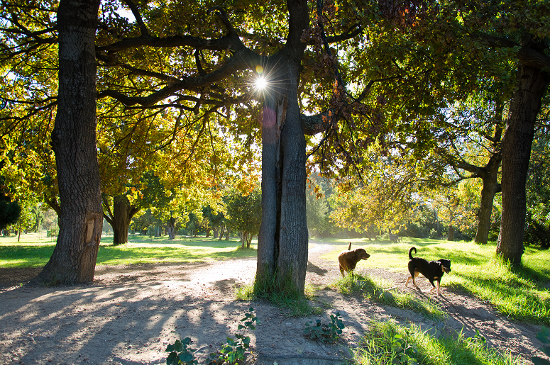 Dog Parks