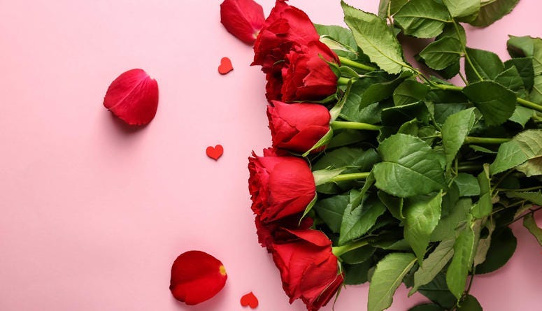 roses flowers stock
