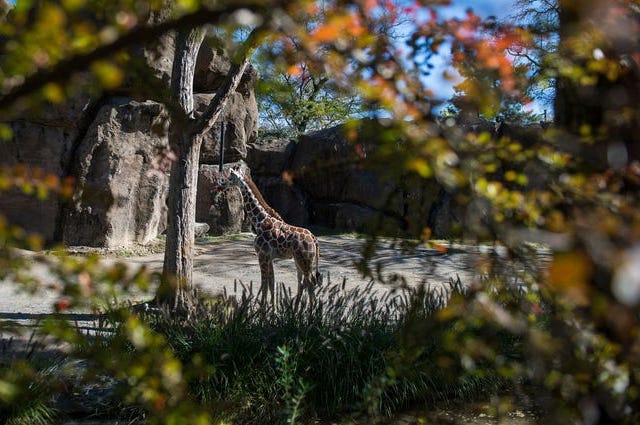 Beau, a five-month-old giraffe at the Philadelphia Zoo Tuesday, Oct. 30, 2018 in Philadelphia, Pa. Beau, a five-month-old giraffe at the Philadelphia Zoo Tuesday, Oct. 30, 2018 in Philadelphia, Pa.