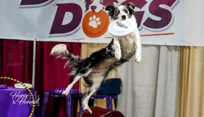 Courtesy of Family Pet Show