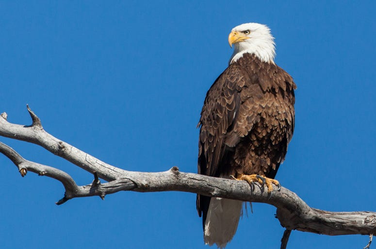 LISTEN: Where You Can Watch Bald Eagles This Weekend! Jim & Teri Talk to a Local Man with His Eye to the Sky LISTEN: Where You Can Watch Bald Eagles This Weekend! Jim & Teri Talk to a Local Man with His Eye to the Sky