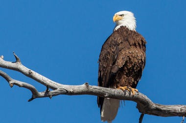 LISTEN: Where You Can Watch Bald Eagles This Weekend! Jim & Teri Talk to a Local Man with His Eye to the Sky LISTEN: Where You Can Watch Bald Eagles This Weekend! Jim & Teri Talk to a Local Man with His Eye to the Sky