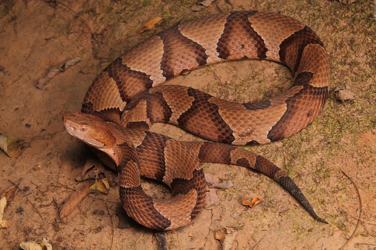 Snake