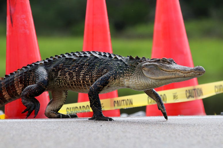 Alligator on road