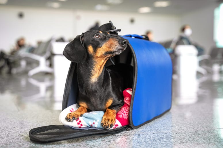 Dachshund