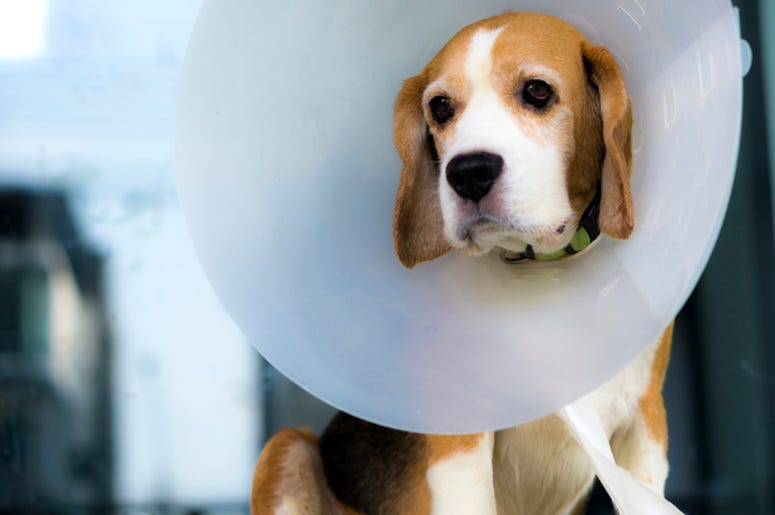 Head Cone