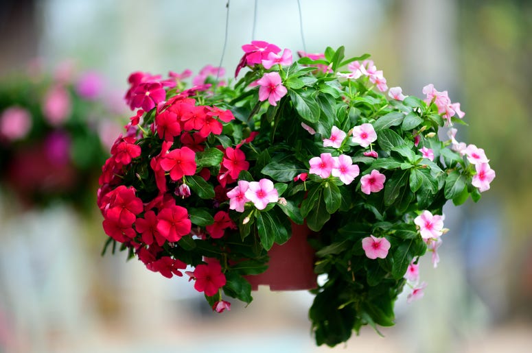 Flowering basket