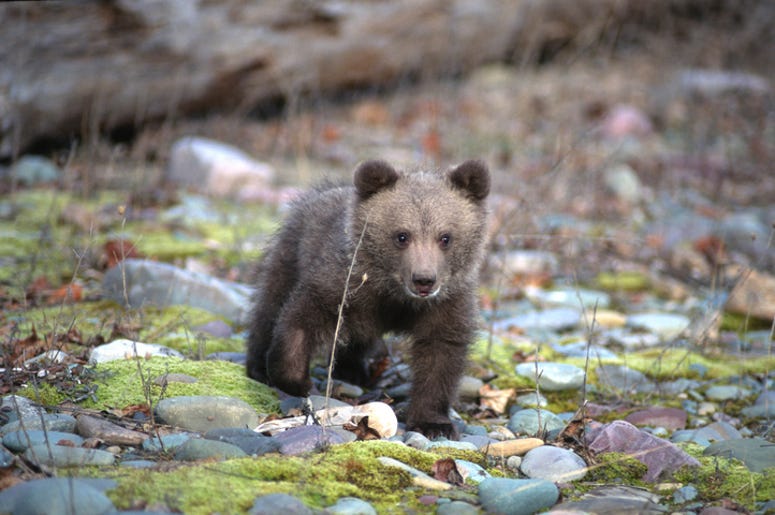 Bear Cub