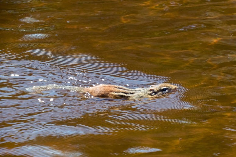 Squirrel Swimming Doesn't Need Saving