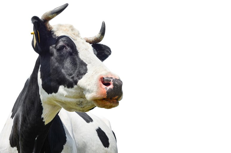Cow