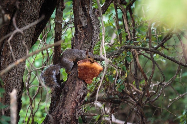 A squirrel steals pizza