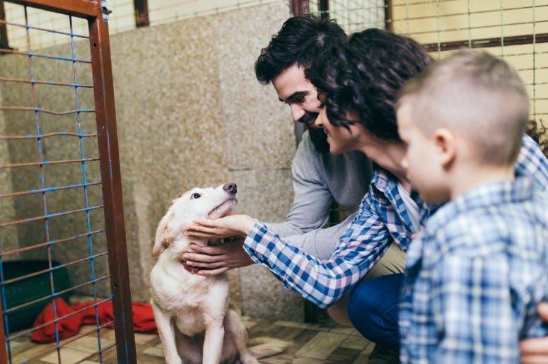 Pet adoptions