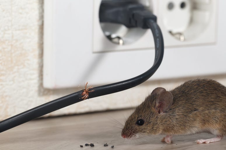 Mice in room.