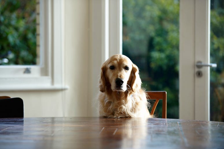 Dog sitter