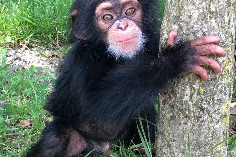 Baby Zane