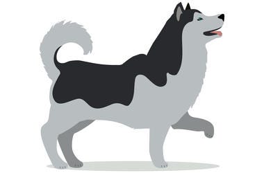 Husky
