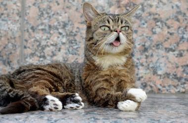 Lil Bub