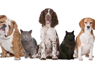 Pets