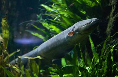 Electric Eel
