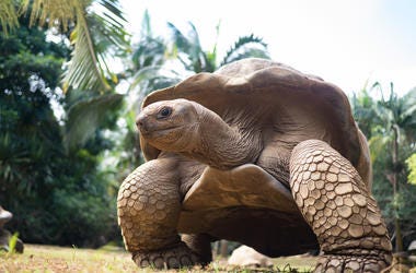 tortoise