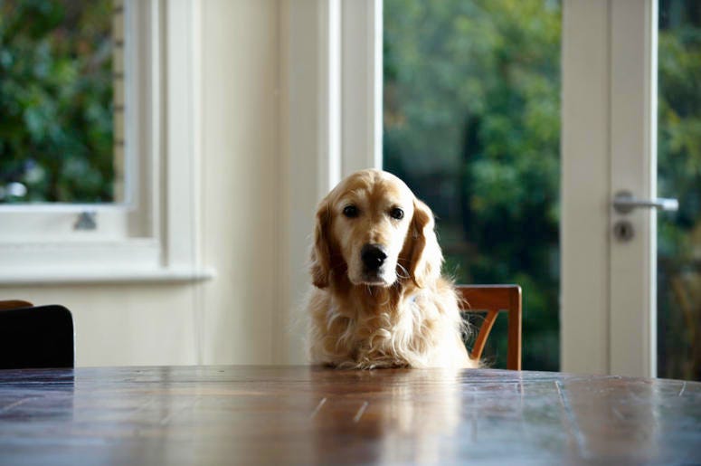 Dog sitter
