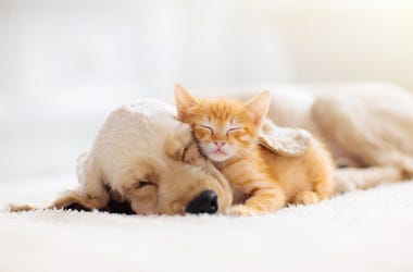 Pets