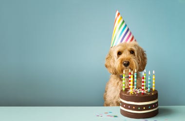 Dog birthday